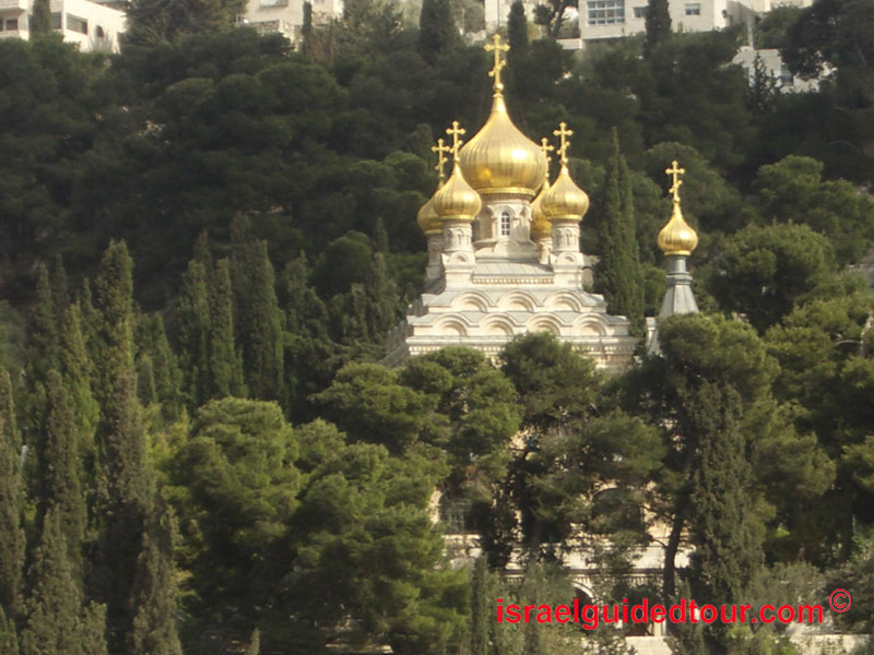 גת שמנים מוקפת עצים